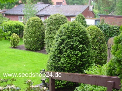 Gartentipps - Saatzucht Bardowick